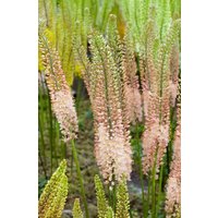 Kategorie <b>Produkt nicht gewünscht </b> - Eremurus x isabellinus 'Romance'