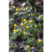 Kategorie <b>Stauden </b> - Eranthis hyemalis