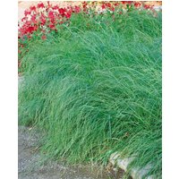 Kategorie <b>Gräser </b> - Eragrostis curvula