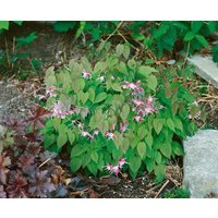 Stauden - Epimedium x youngianum 'Roseum'