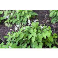 Kategorie <b>Stauden </b> - Epimedium x youngianum 'Niveum'