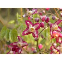 Kategorie <b>Stauden </b> - Epimedium alpinum