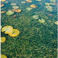 Kategorie <b>Produkt nicht gewünscht </b> - Elodea canadensis