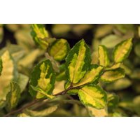Kategorie <b>immergrüne Laubbäume </b> - Elaeagnus pungens 'Maculata'