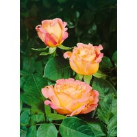 Kategorie <b>Produkt nicht gewünscht </b> - Edelrose Mary Ann