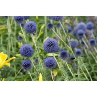 Kategorie <b>Produkt nicht gewünscht </b> - Echinops banaticus 'Blue Globe'