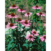 Kategorie <b>Produkt nicht gewünscht </b> - Echinacea purpurea 'Vintage Wine' -R-