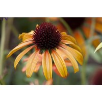 Kategorie <b>Produkt nicht gewünscht </b> - Echinacea purpurea 'Tangerine Dream' -R-