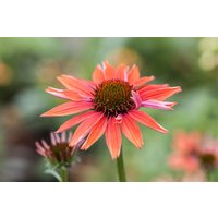 Kategorie <b>Produkt nicht gewünscht </b> - Echinacea purpurea 'Sundown' -R-