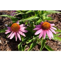 Kategorie <b>Produkt nicht gewünscht </b> - Echinacea purpurea 'Mistral'-R-