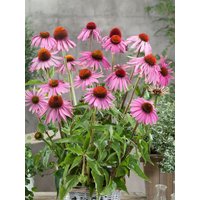 Stauden - Echinacea purpurea 'Leuchtstern'