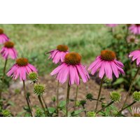 Kategorie <b>Produkt nicht gewünscht </b> - Echinacea purpurea 'Kim's Knee High' -R-