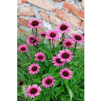 Kategorie <b>Produkt nicht gewünscht </b> - Echinacea purpurea 'Fatal Attraction' -R-