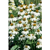 Kategorie <b>Produkt nicht gewünscht </b> - Echinacea purpurea 'Avalanche' -R-