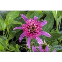 Kategorie <b>Produkt nicht gewünscht </b> - Echinacea purpurea 'Pink Double Delight' -R-