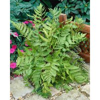 Gräser - Dryopteris goldiana