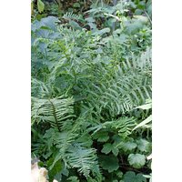 Kategorie <b>Gräser </b> - Dryopteris filix-mas 'Linear.Polydactylon'