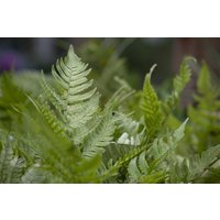 Gräser - Dryopteris erythrosora