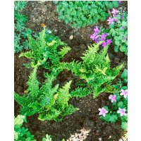 Gräser - Dryopteris affinis 'Crispa Congesta'