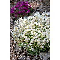 Kategorie <b>Stauden </b> - Draba ramosissima White