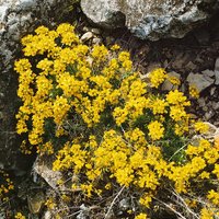 Kategorie <b>Stauden </b> - Draba aizoides