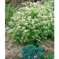 Kategorie <b>Produkt nicht gewünscht </b> - Dorycnium hirsutum