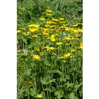 Stauden - Doronicum pardalianches 'Goldstrauß'