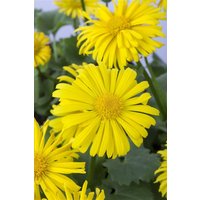Stauden - Doronicum orientale 'Magnificum'