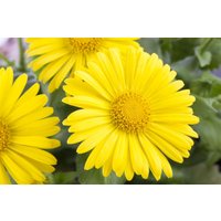 Kategorie <b>Stauden </b> - Doronicum orientale 'Leonardo Compact'