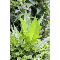 Kategorie <b>Produkt nicht gewünscht </b> - Dipsacus sativus