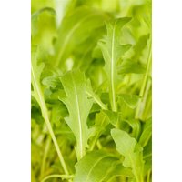 Kategorie <b>Kräuter- und Teepflanzen </b> - Diplotaxis tenuifolia