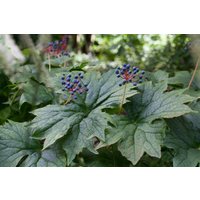 Stauden - Diphylleia cymosa