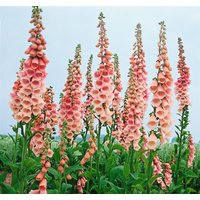 Kategorie <b>Produkt nicht gewünscht </b> - Digitalis purpurea 'Apricot'