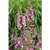 Kategorie <b>Produkt nicht gewünscht </b> - Digitalis purpurea