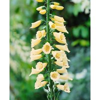 Kategorie <b>Produkt nicht gewünscht </b> - Digitalis grandiflora 'Carillon'