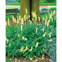 Kategorie <b>Produkt nicht gewünscht </b> - Digitalis grandiflora