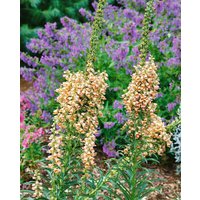 Kategorie <b>Produkt nicht gewünscht </b> - Digitalis ferruginea 'Gigantea'
