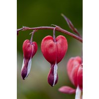 Stauden - Dicentra spectabilis 'Valentine' -R-