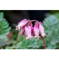 Stauden - Dicentra formosa 'Luxuriant'