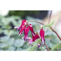 Kategorie <b>Produkt nicht gewünscht </b> - Dicentra formosa 'Burning Hearts' -R-