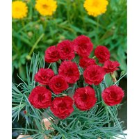 Kategorie <b>Stauden </b> - Dianthus plumarius 'Desmond'