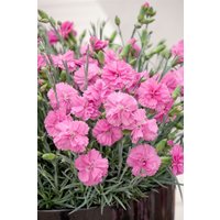 Kategorie <b>Produkt nicht gewünscht </b> - Dianthus Perfume Pinks Tickled Pink