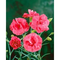 Kategorie <b>Stauden </b> - Dianthus Perfume Pinks Romance