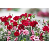 Kategorie <b>Stauden </b> - Dianthus Perfume Pinks Passion