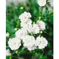 Kategorie <b>Stauden </b> - Dianthus Perfume Pinks Memories