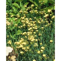 Kategorie <b>Produkt nicht gewünscht </b> - Dianthus knappii