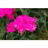 Kategorie <b>Produkt nicht gewünscht </b> - Dianthus hyb. Sunnade Pink