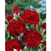 Kategorie <b>Stauden </b> - Dianthus gratianop.'Rubin'