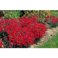 Kategorie <b>Stauden </b> - Dianthus gratianop.'Rotkäppchen'