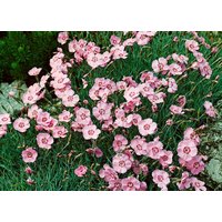Kategorie <b>Stauden </b> - Dianthus gratianop.'Nordstjernen'